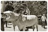 Bettolle 2025 - Rievocazione Storica del Matrimonioo Contadino Anni '50