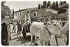 Bettolle 2025 - Rievocazione Storica del Matrimonioo Contadino Anni '50