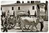 Bettolle 2025 - Rievocazione Storica del Matrimonioo Contadino Anni '50