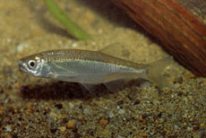 Alborella