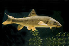 Barbo