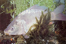 Carpa a specchi