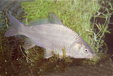 Carpa regina