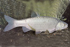 Cavedano