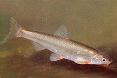 Lasca