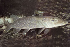Luccio
