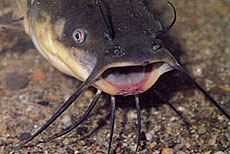 Pesce gatto