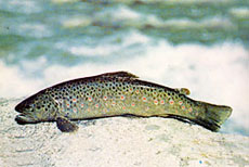 Trota fario
