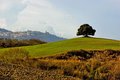 Leccio nelle Crete Senesi