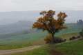 Quercia in Val d'Asso