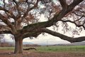 Quercia delle checche