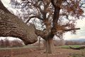 Quercia delle checche