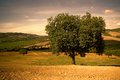 Quercia in Val d'Asso