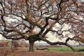 Quercia delle checche