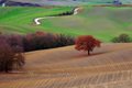 Quercia in Vald'Orcia