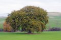 Quercia in Val d'Orcia