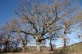 Querce Monticchiello