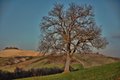 Quercia Val d'Orcia