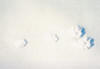 Impronta della Lepre sulla neve
